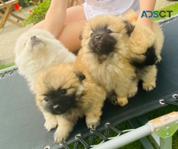 POMERANIAN  PUPPIES  FOR SALE NOW