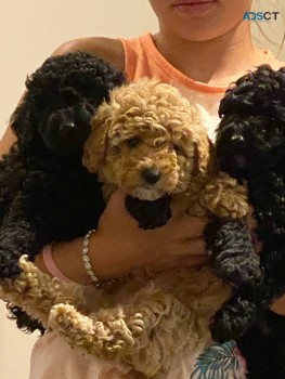 TOY POODLE FOR SALE