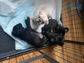 REGISTERED PUG PUPPIES