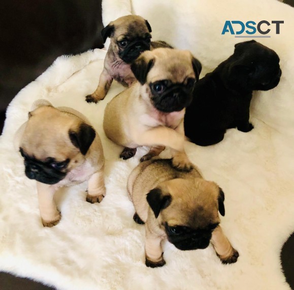 REGISTERED PUG PUPPIES