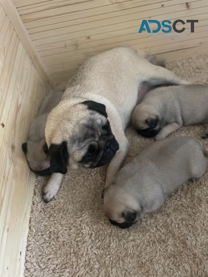 REGISTERED PUG PUPPIES