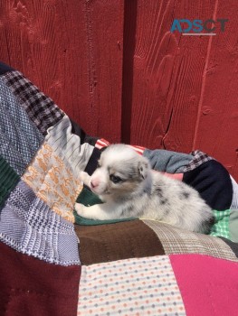 Beautiful female! Adorable corgi