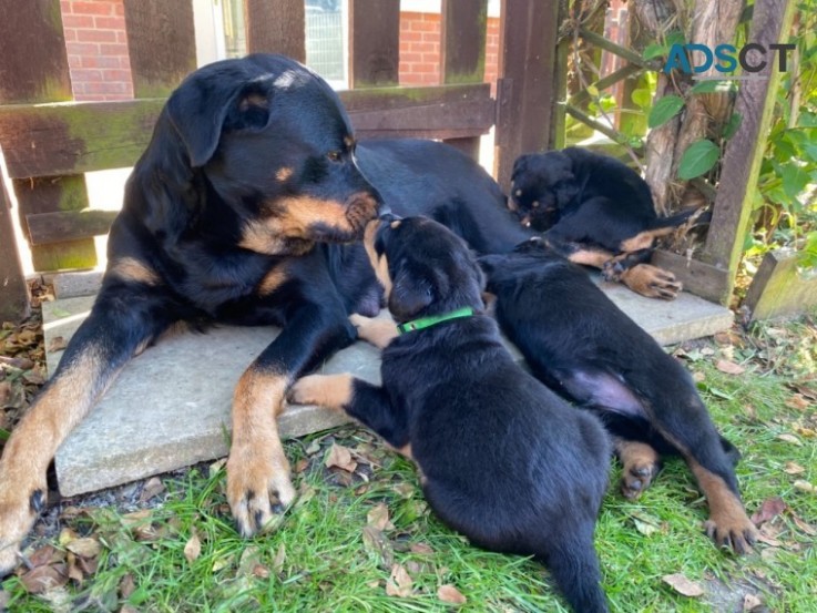 ROTTWEILERS FOR SALE NOW