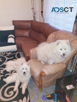 SAMOYED PUPPIES FOR SALE