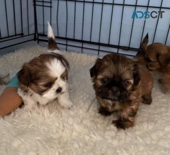 IMPERIAL SHIH TZU PUPPIES FOR SALE