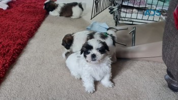 IMPERIAL SHIH TZU PUPPIES FOR SALE