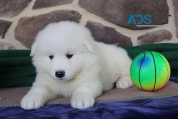 samoyed puppy