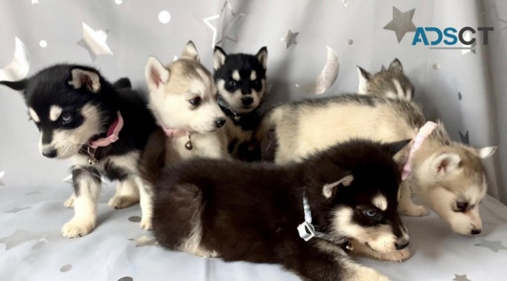 SIBERIAN HUSKY PUPPIES FOR A LOVING HOME