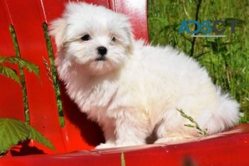 Maltese