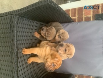 SHAR  PEI  PUPPIES  AVAILABLE  FOR  SALE