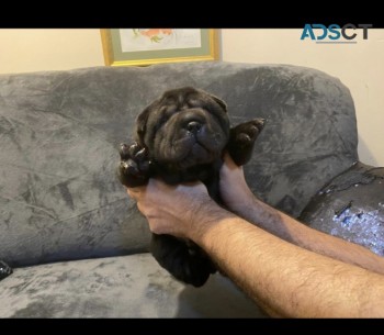 SHAR  PEI  PUPPIES  AVAILABLE  FOR  SALE