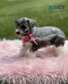 Miniature Schnauzer puppies for sale