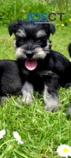 Miniature Schnauzer puppies for sale