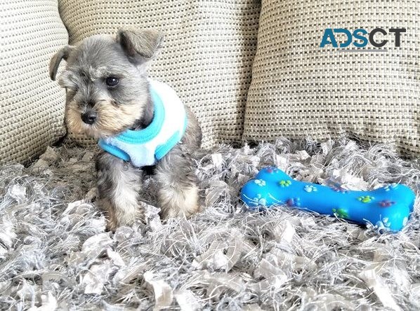 Miniature Schnauzer puppies for sale