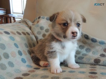 Cutest 12 week old Welsh Corgi  puppi