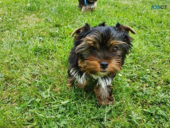 Yorkshire puppy