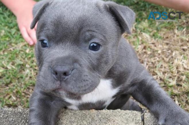 Blue English staffordshire bull terrier 