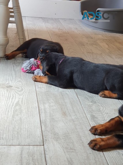 Rottweiler puppies for sale