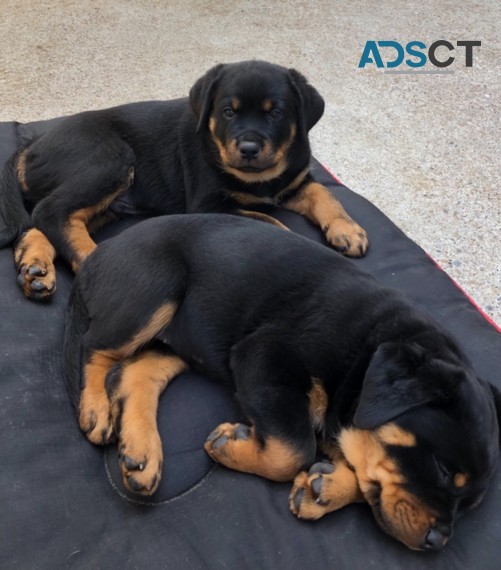 Rottweiler puppies for sale