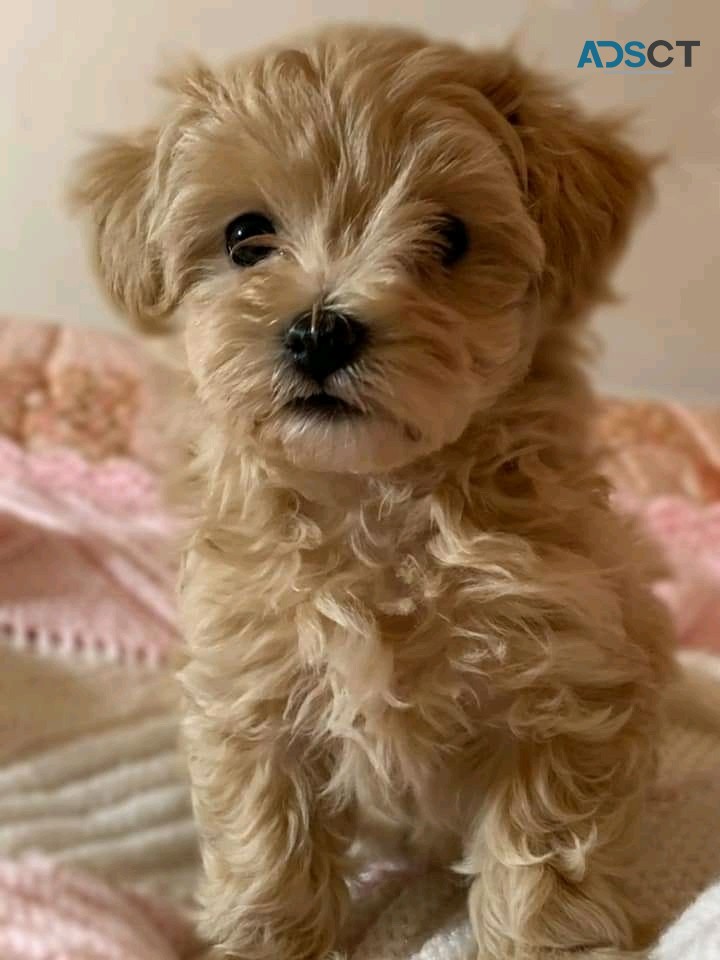 Maltipoo Puppies for Adoption