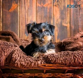 GORGEOUS MALE AND FEMALE YORKIE PUPPIES