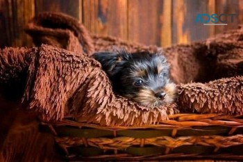 GORGEOUS MALE AND FEMALE YORKIE PUPPIES