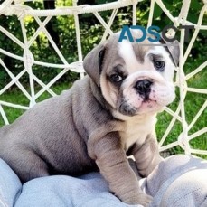 English Bulldog puppies for sale 