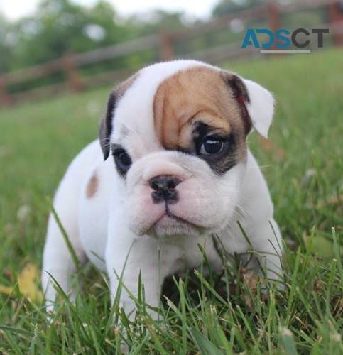 English Bulldog puppies for sale 