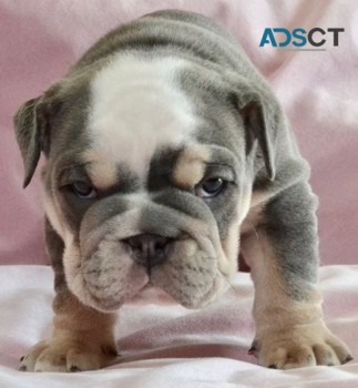 English Bulldog puppies for sale 