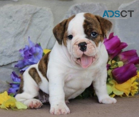 English Bulldog puppies for sale 