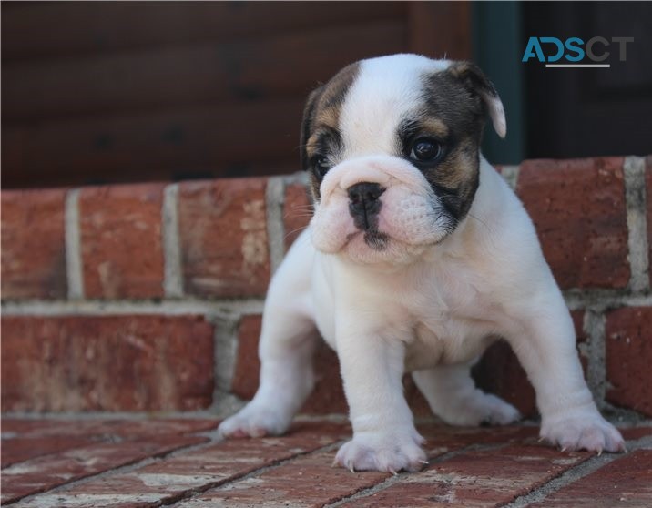 English Bulldog puppies for sale 