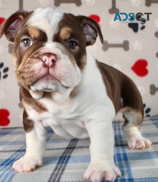 English Bulldog puppies for sale 