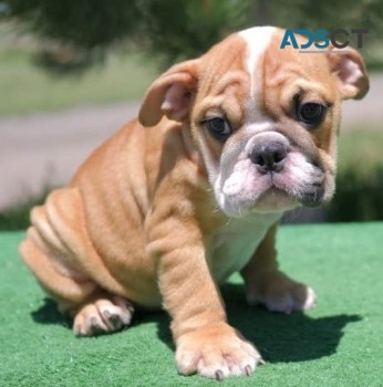 English Bulldog puppies for sale 