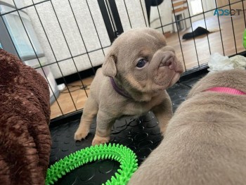 British Bulldog pup 