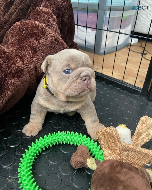 British Bulldog pup 