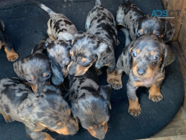 Stunning Dachshund Puppies