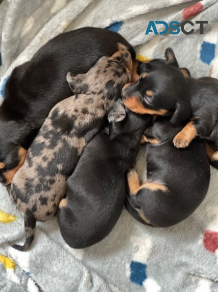 ADORABLE DASCHUND PUPPIES FOR SALE