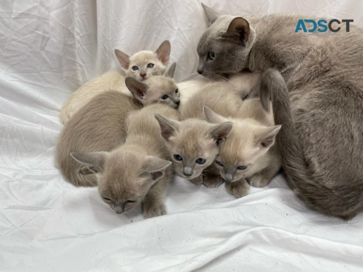 TONKINESE  KITTENS LITTER AVAILABLE