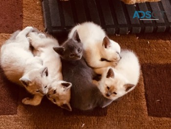 TONKINESE  KITTENS LITTER AVAILABLE