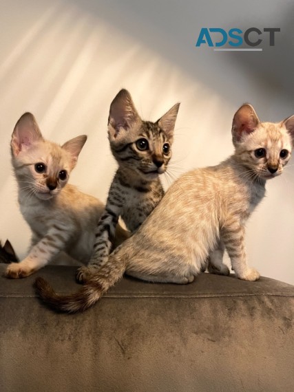 SAVANNAH KITTENS READY NOW FOR SALE