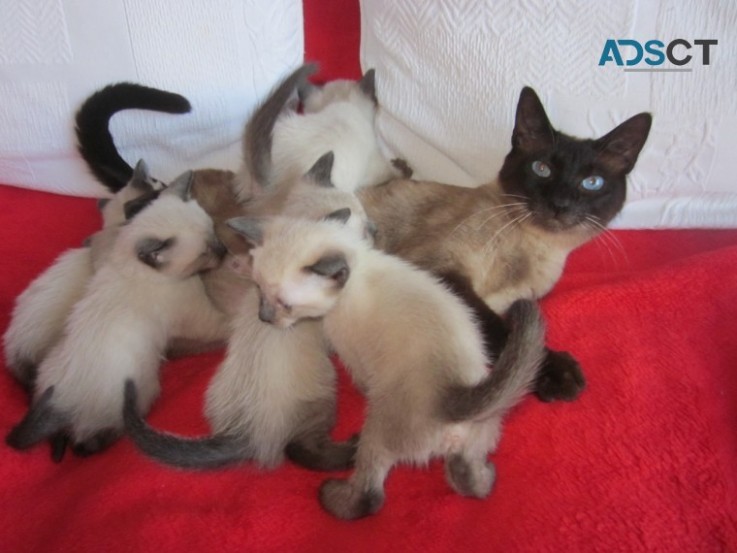 HEALTHY  SIAMESE KITTENS READY NOW