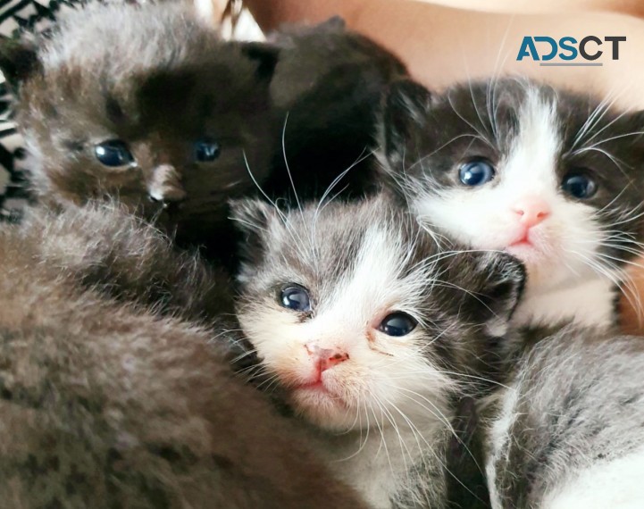 GENTLE  RUSSIAN  BLUE  KITTENS