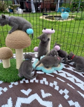 GENTLE  RUSSIAN  BLUE  KITTENS