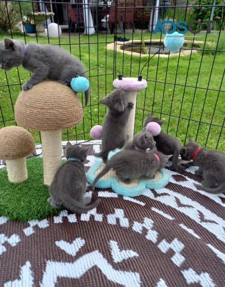 GENTLE  RUSSIAN  BLUE  KITTENS