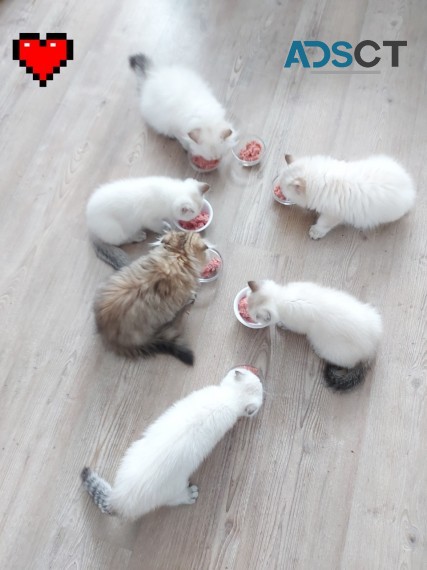 SCOTTISH FOLD KITTENS