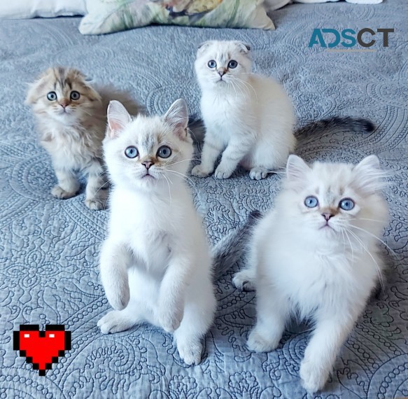 SCOTTISH FOLD KITTENS