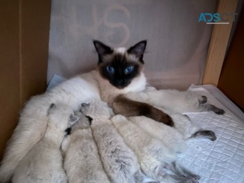 FABULOUS RAGDOLL KITTENS FOR A NEW HOME