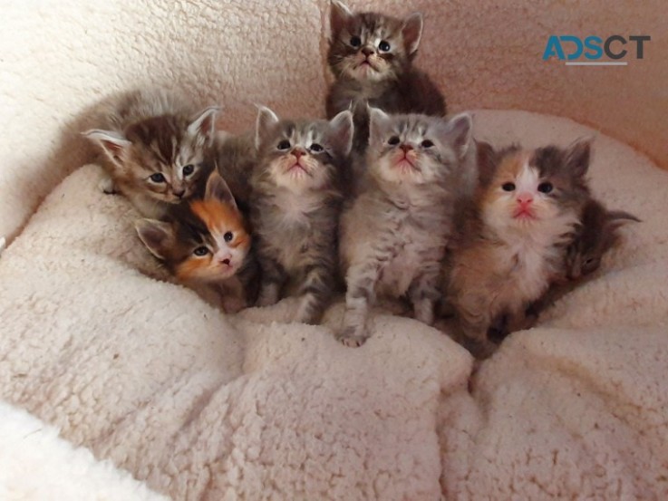 MAINE COON KITTENS FOR SALE