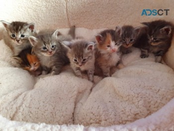 MAINE COON KITTENS FOR SALE