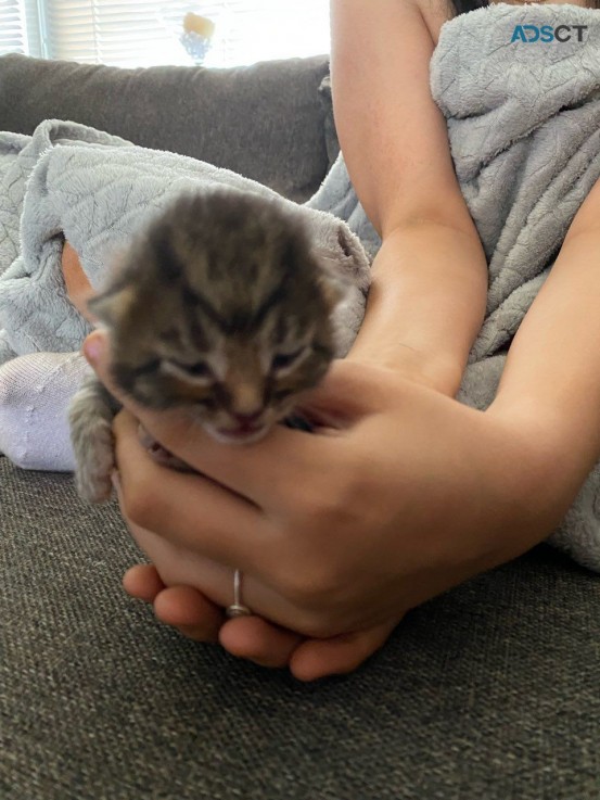 EGYPTIAN  MAU  KITTENS